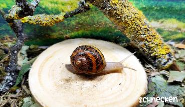 Gefleckte Weinbergschnecke ,,Cornu aspersum maxima"